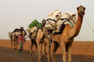 camel load