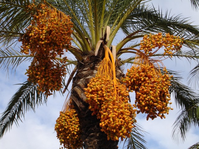 Dates Palm tree
